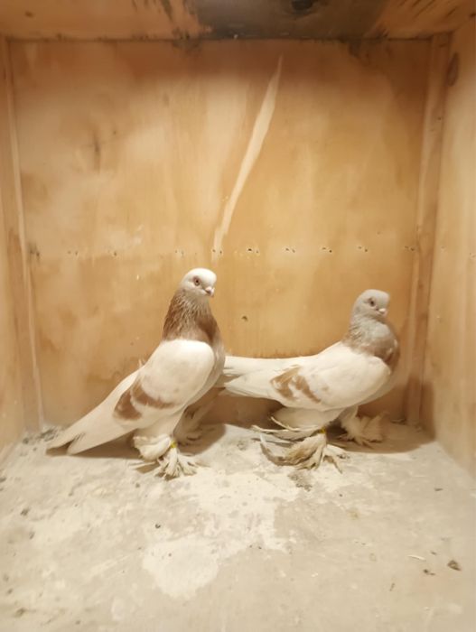 Blawindry Blawinderki Gołębie ozdobne