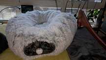 Cama para Gato com tuneis