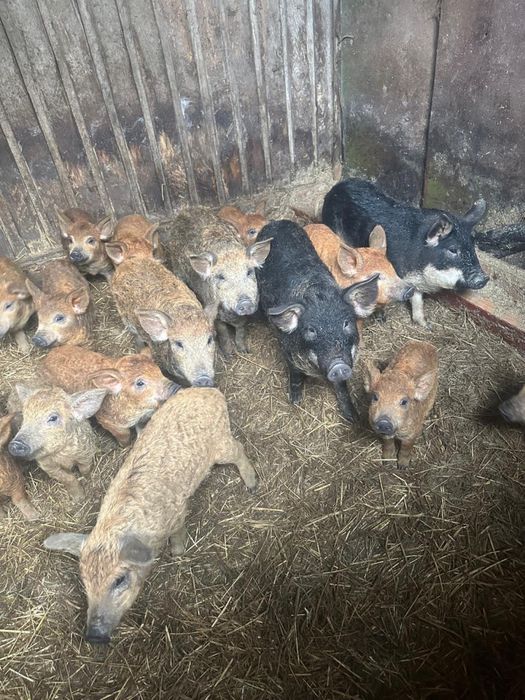 Продаж поросят пухової Венгерської мангалиці