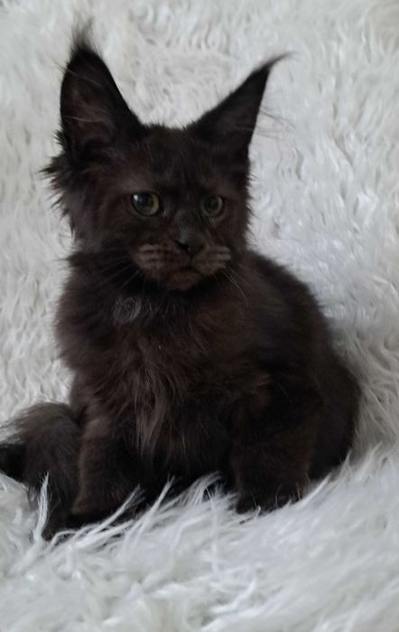 Gotowy do odbioru kocurek Maine Coon
