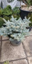 Ель голубая шарообразной Abies lasiocarpa Argentea