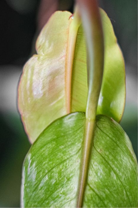 Philodendron sunlight 'Red Splash'