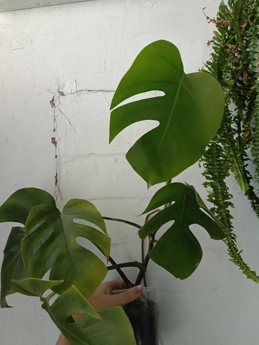 Ростки монстери делікатесної, верхівка