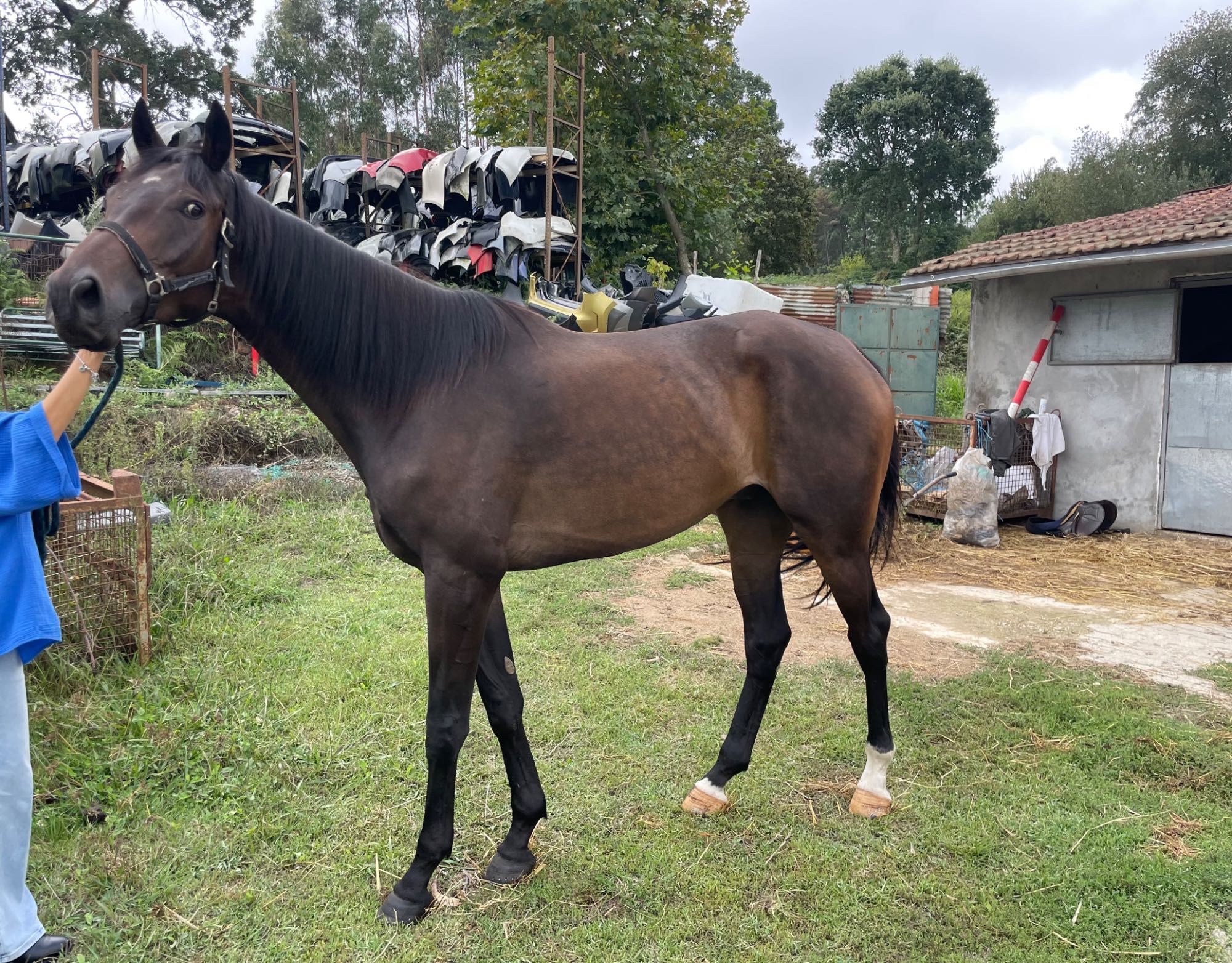 Cavalo grande super manso