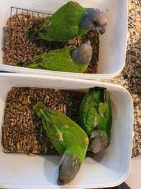 Senegal papagaio M