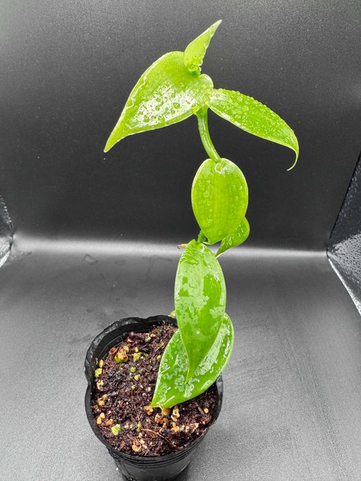 Sadzonka Wanilli - Vanilla Planifolia Tropikalna