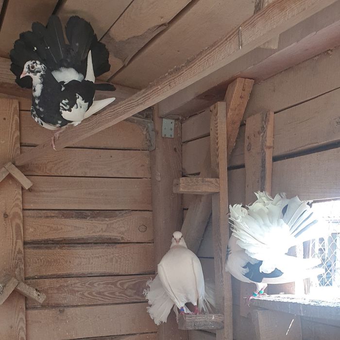 Sprzedam gołębie - pawiki (30 zł/sztuka)