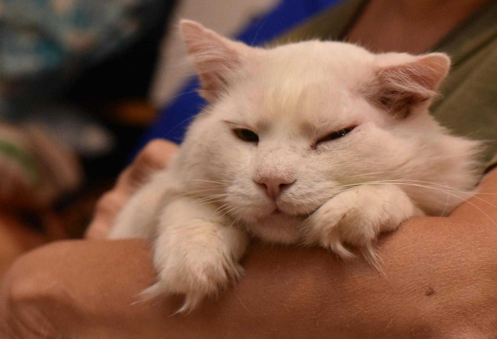 Котик Біляшик з прифронтової зони