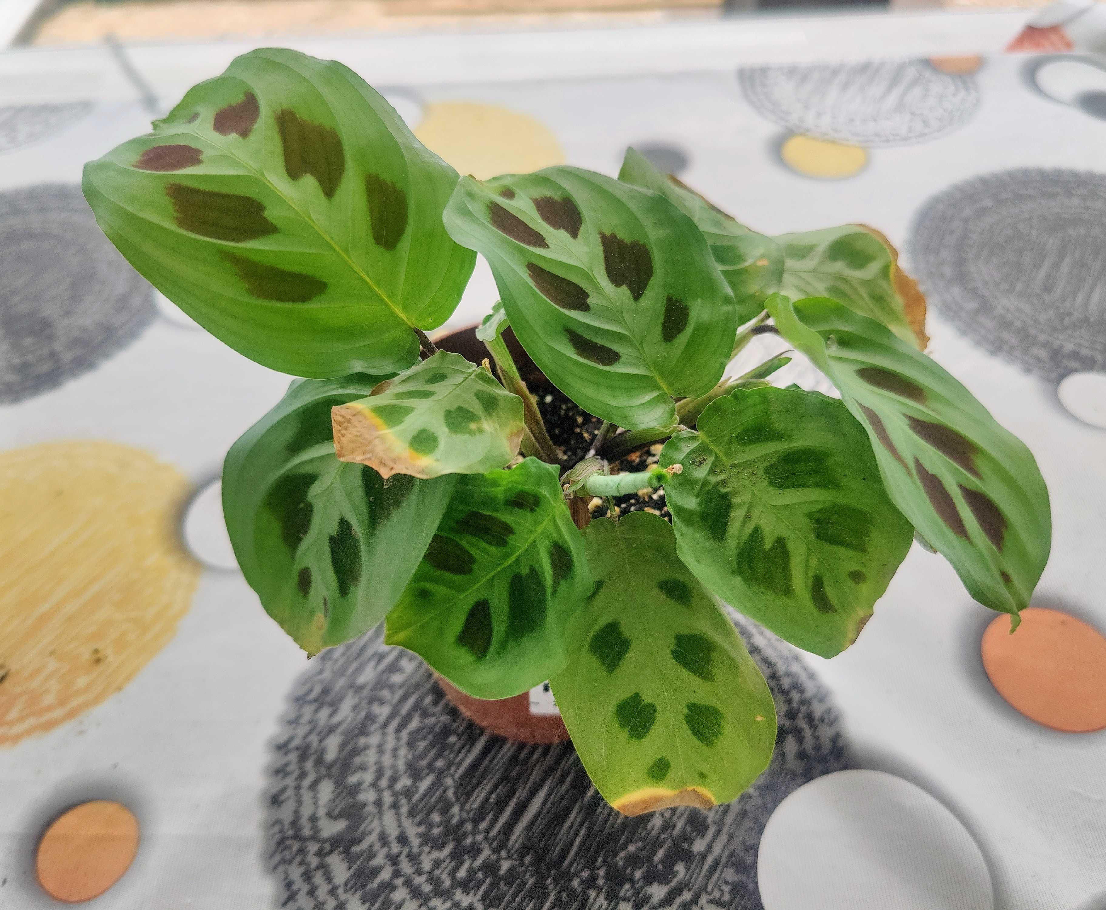Muda Planta Maranta Leuconeura