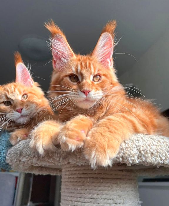 Кошенята на продаж