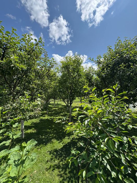 Продаж будинку Лісневицька