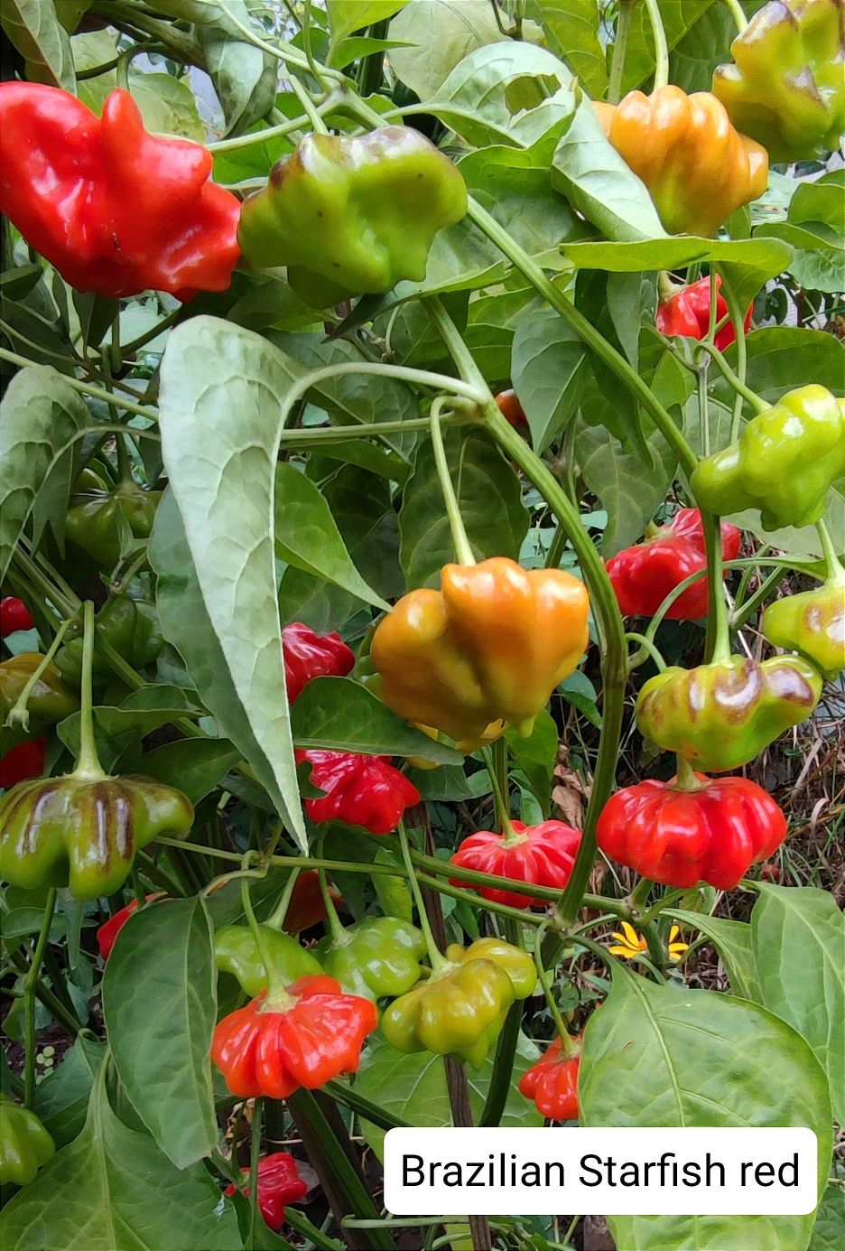 Насіння гострого перцю. Кароліна ріпер, Carolina Reaper