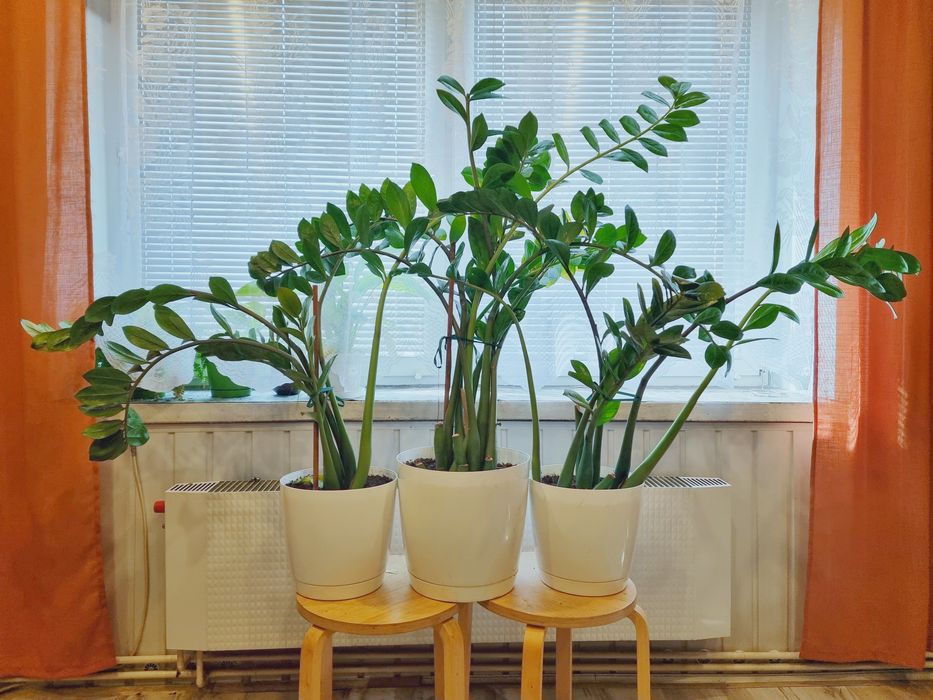 Zamia duża ok.200cm × 140cm
