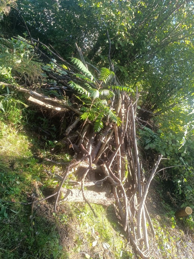 Wycinka drzew, karczowanie i sprzątanie działek