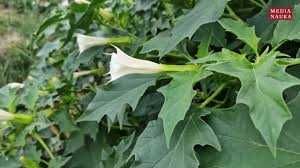 Datura stramonium, bieluń dziędzierzawa 10 zł za 100 nasion