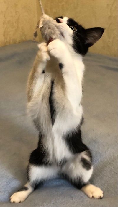 Отдам котёнка бесплатно