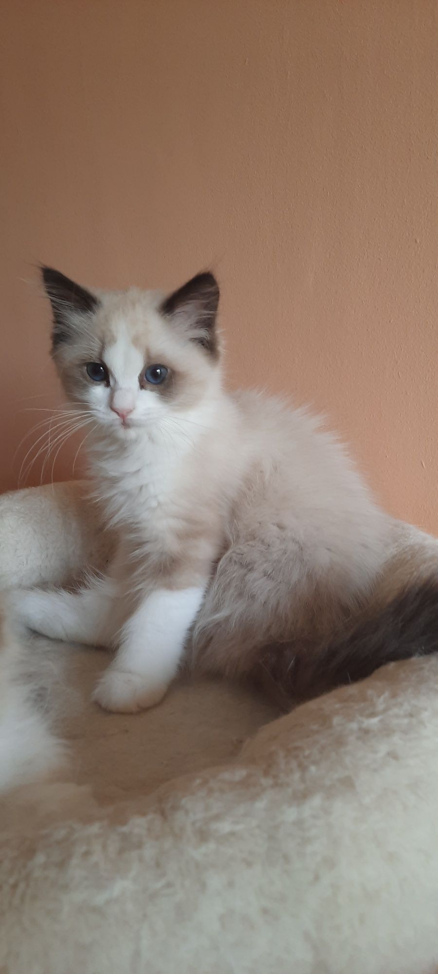Ragdoll kotka FPL po championie