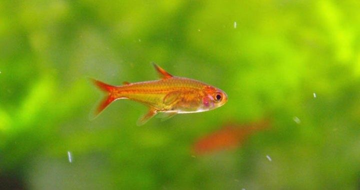 Bystrzyk Amandy - karlik