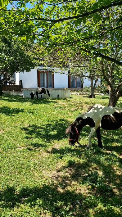 Vendo 2 Pôneis - OPORTUNIDADE