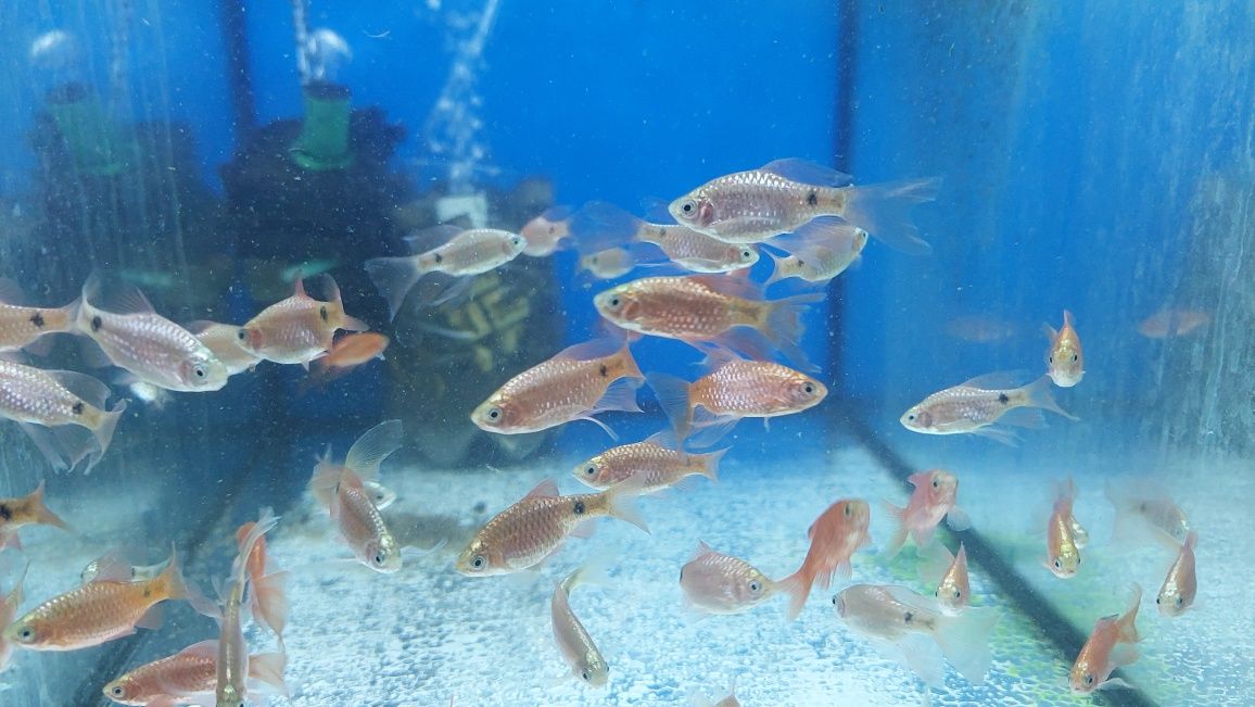 Brzanka różowa (Pethia conchonius) WYSYŁKA AKWAWIN