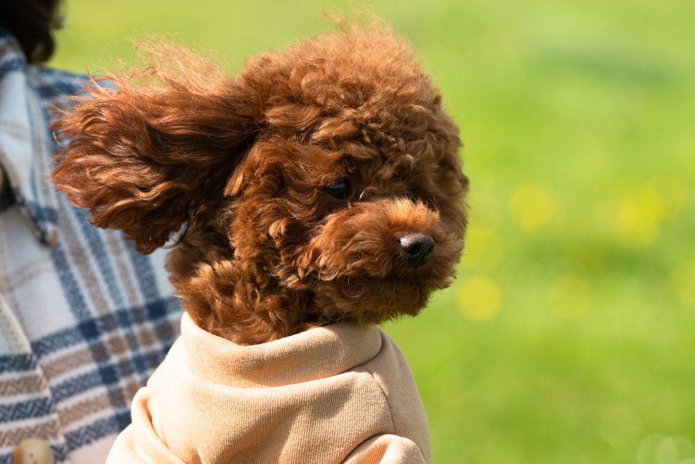 В'язка Той Пудель Китай(poodle teacup)