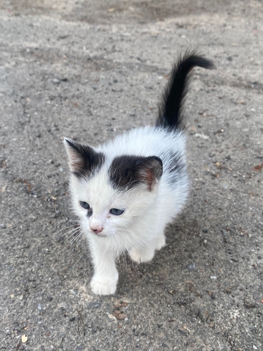 Кошенятка шукають дім