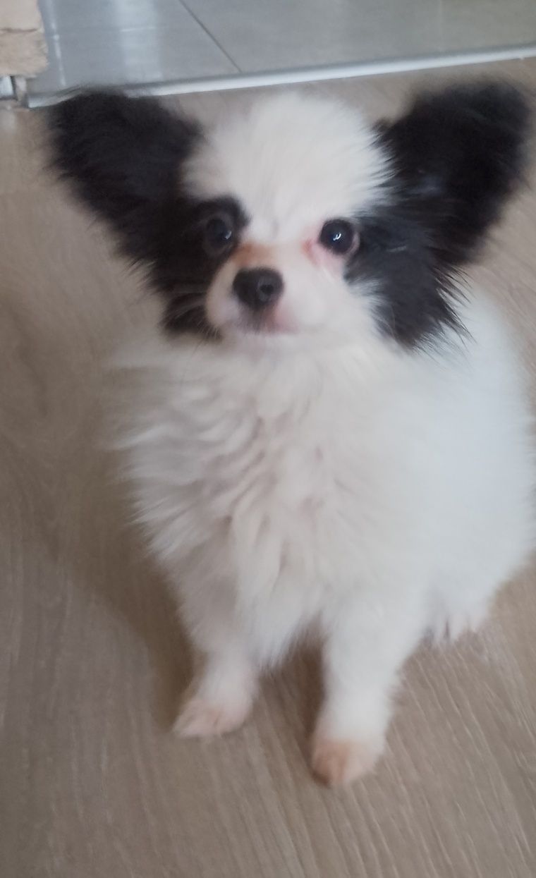 Papillon piesek gotowy do odbioru