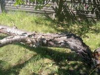 Oddam za darmo drewno czereśniowe