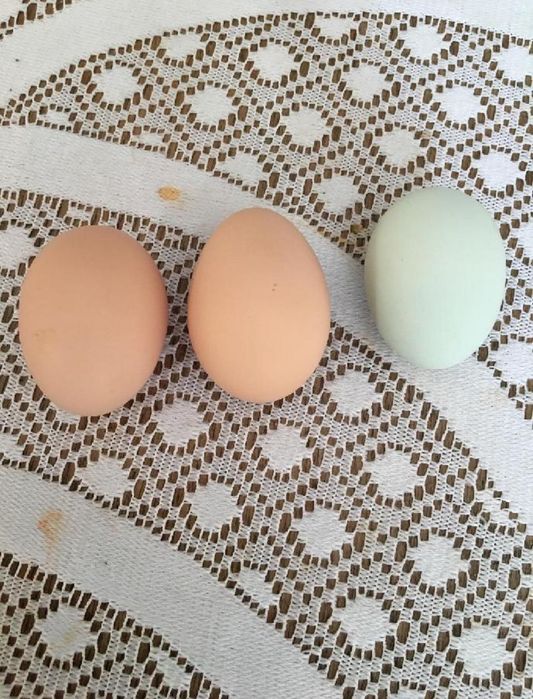 Kurze jajka wiejskie