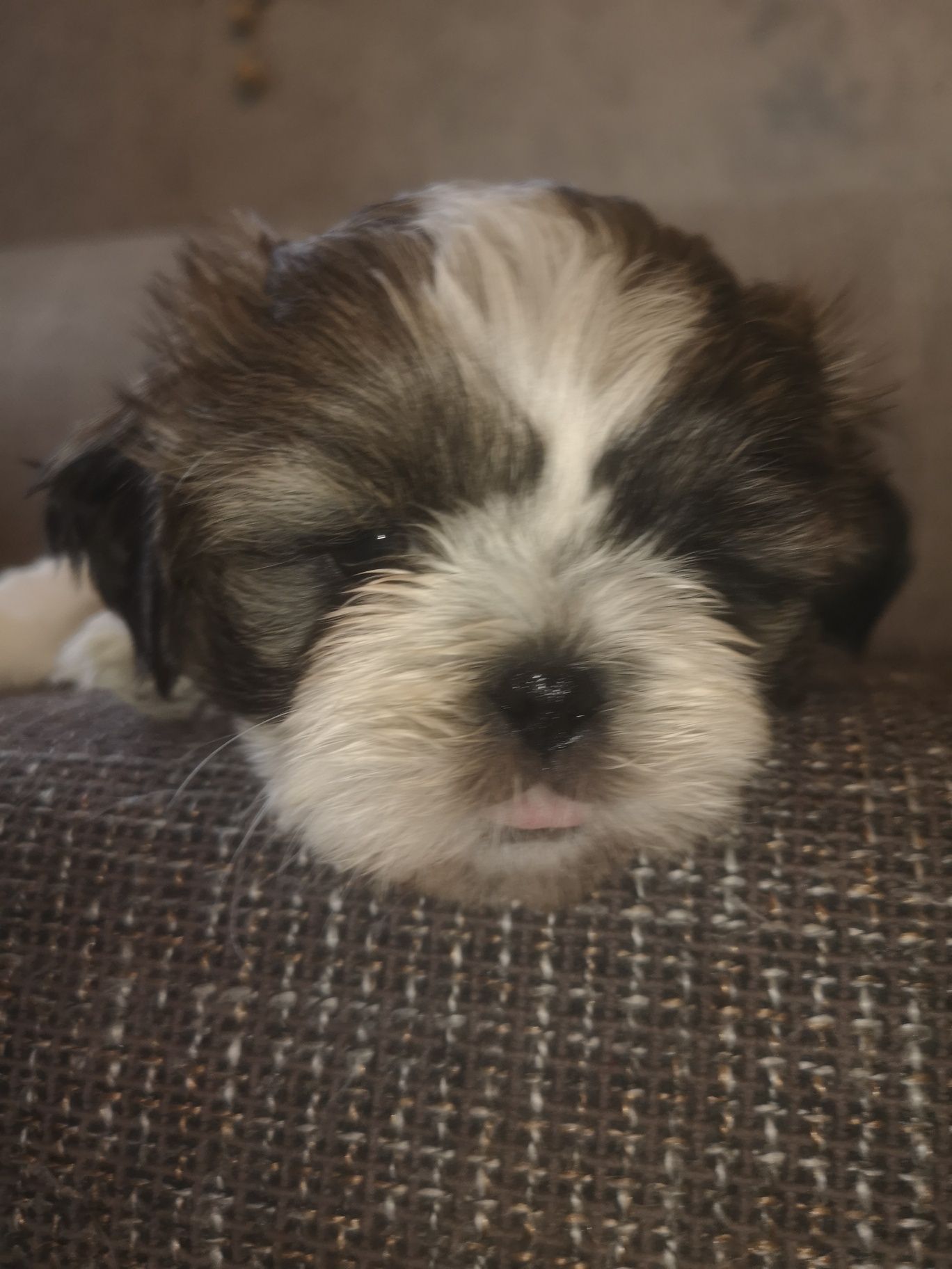 Shih-tzu cudowna sunia