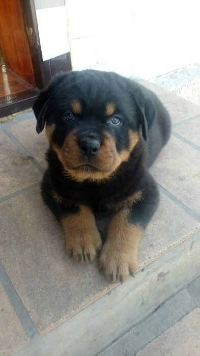 Цуценята ротвейлера є хлопчики