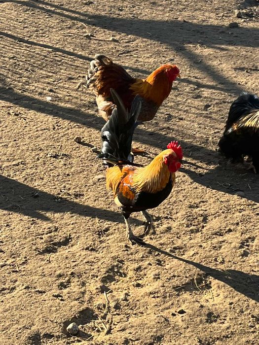 sprzedam koguty kochiny MINIATURA