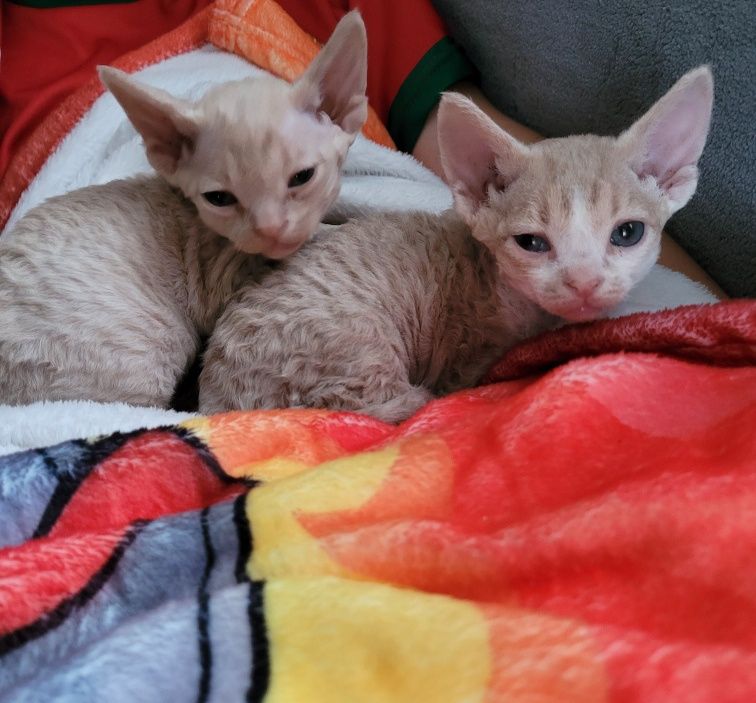 Devon rex liliowy kocurek