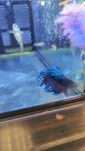 Betta Crowntail azul