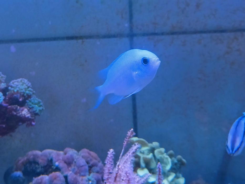 Chromis viridis, ryby morskie