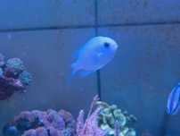 Chromis viridis,  ryby morskie