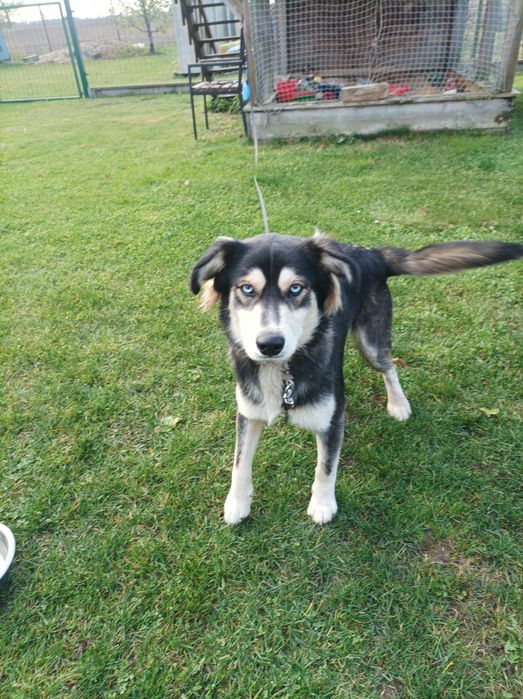 Znaleziono psa . W typie husky