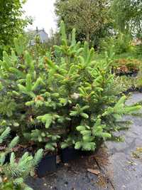 Świerk srebrny- Picea Pungens - 30/50cm DONICZKA