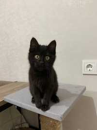 Чорне кошеня 2міс