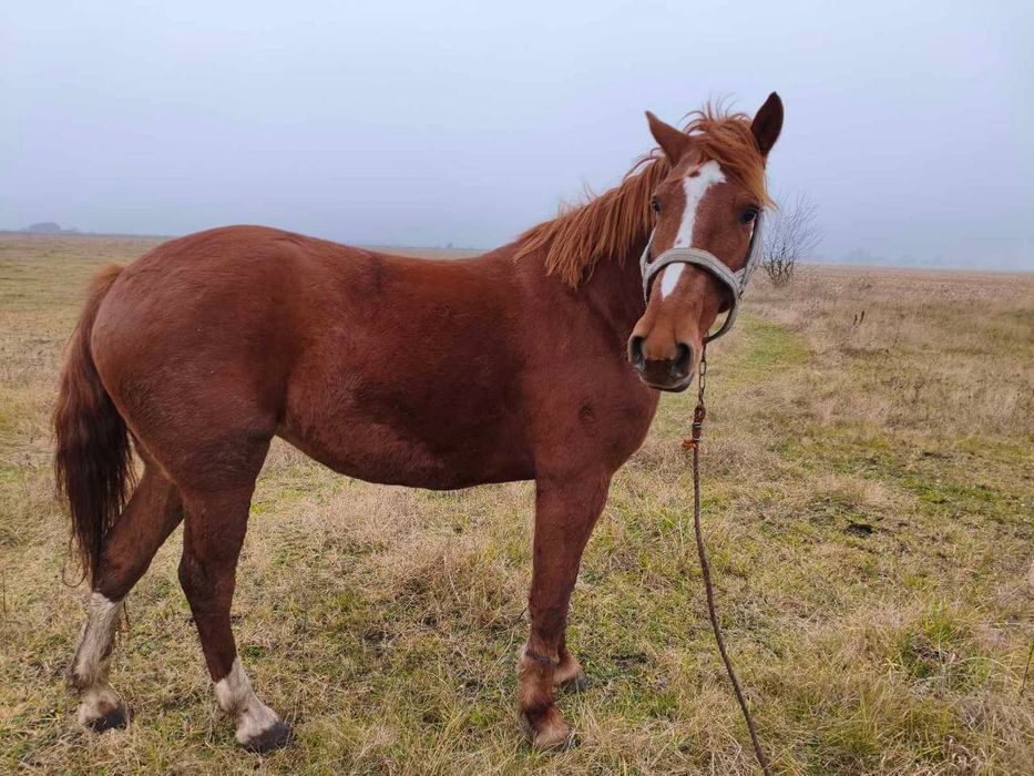 Продам кобилу, робоча.