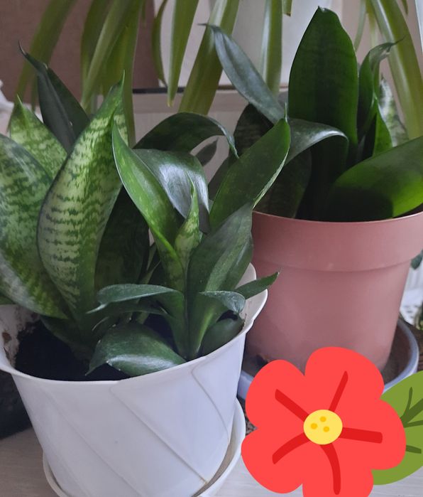 Продам сансевиерию