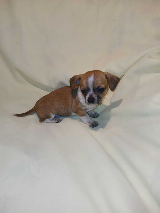 Chihuahua piesek 7 tygodni