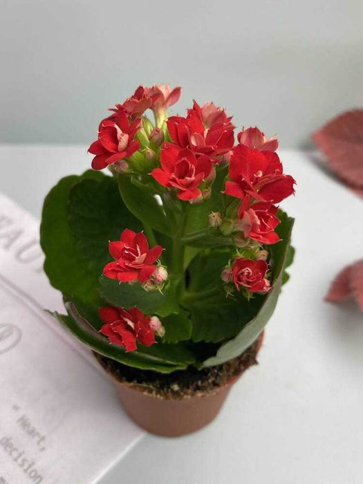 Продам цветок Каланхоє блосфельда