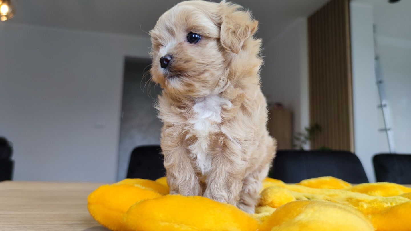 Maltipoo maltipoo suczka