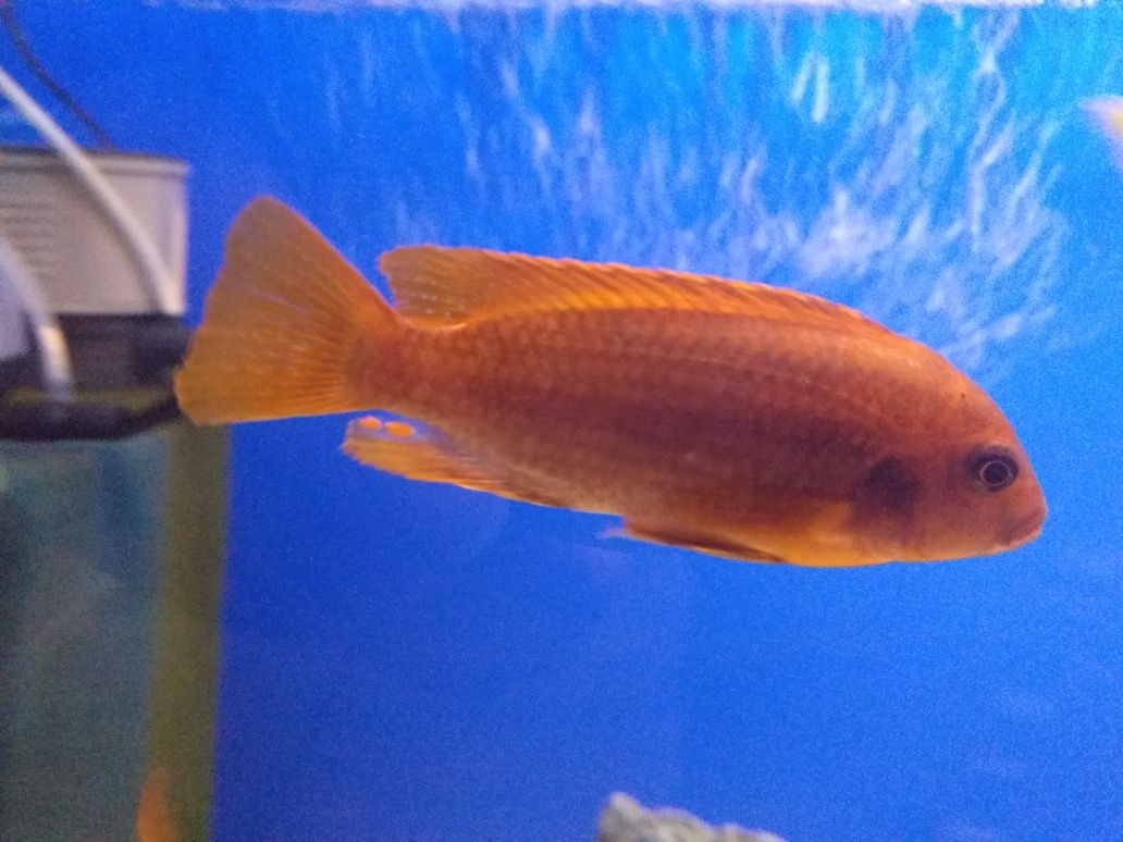 lodotropheus sprengerae makokola reef. Pyszczaki z Malawi.