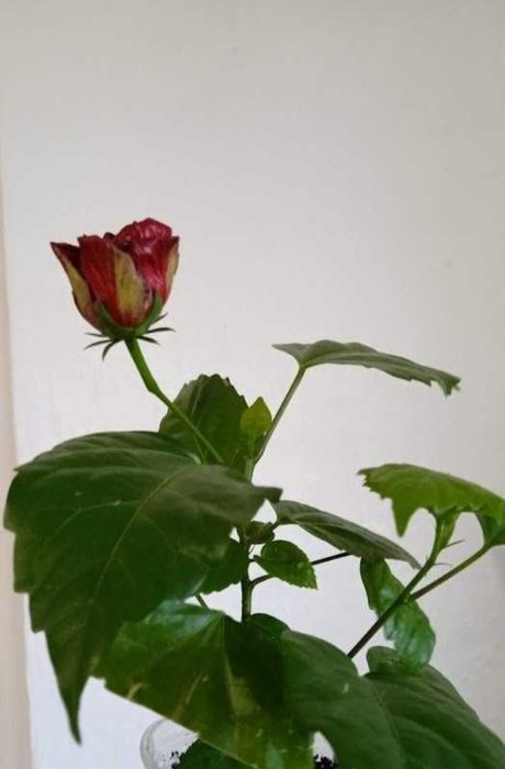 Китайська троянда, махрова