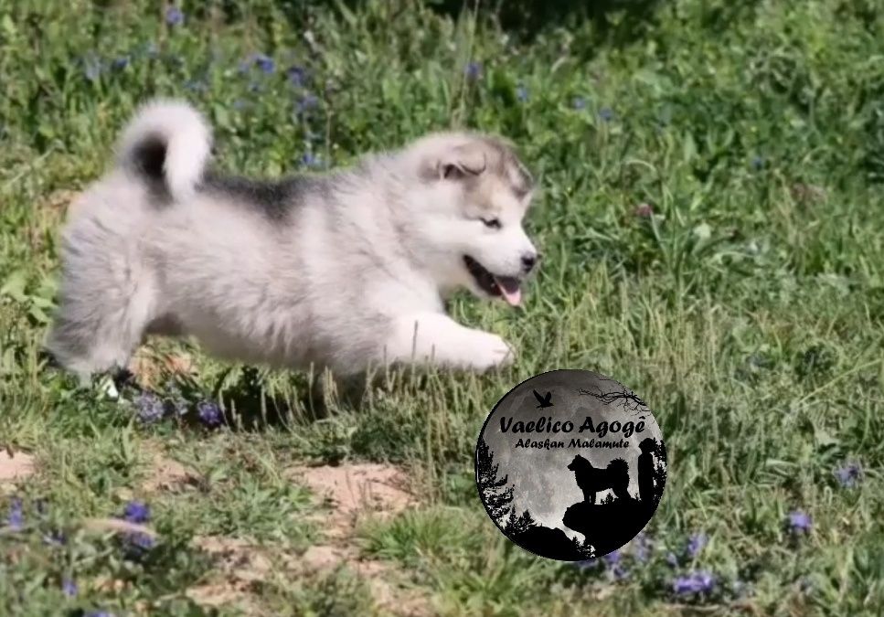 Cachorro Alaskan Malamute