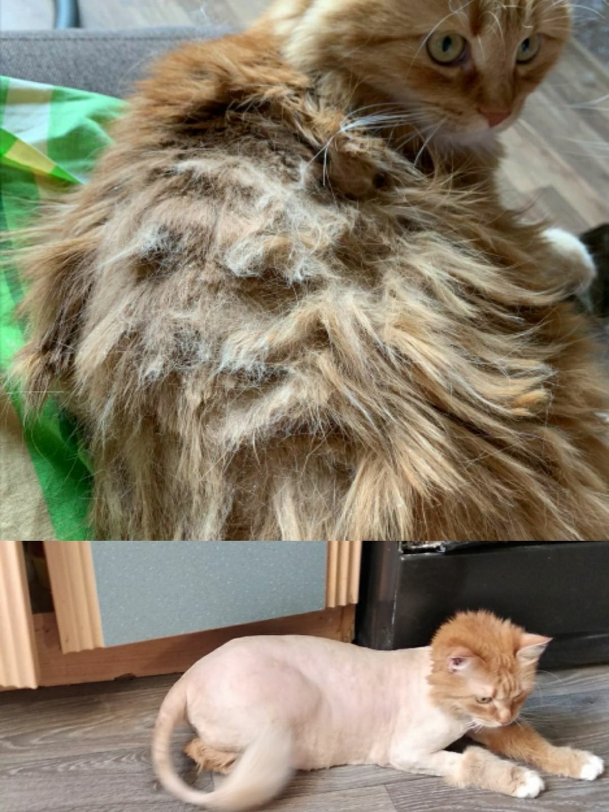 Сезонна стрижка котиків