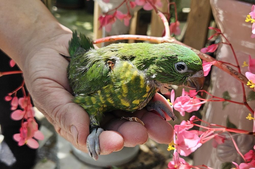 Tenho vários Loris para acabar de criar a mão