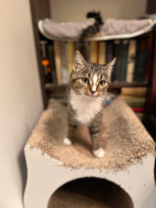 ніжна ,молоденька кицюня ,ще кошеня ,лагідна і акуратна